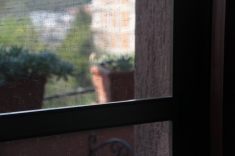 Zanzariere alle finestre.