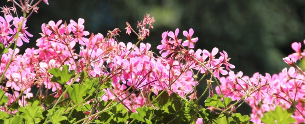 Balcone sala da pranzo: geranei in fiore